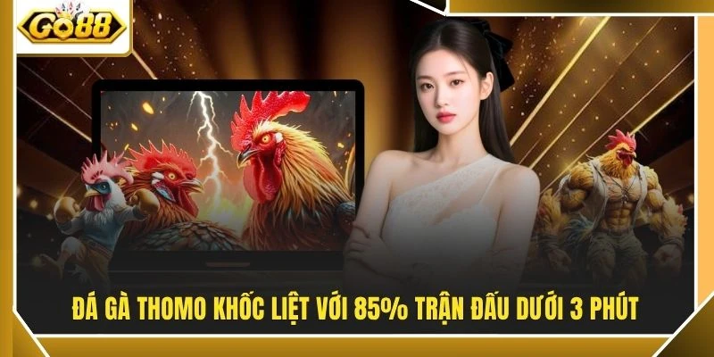 Đá Gà Thomo - Đấu Trường Campuchia Kịch Tính Bậc Nhất 2 Đá gà Thomo khốc liệt với 85% trận đấu dưới 3 phút