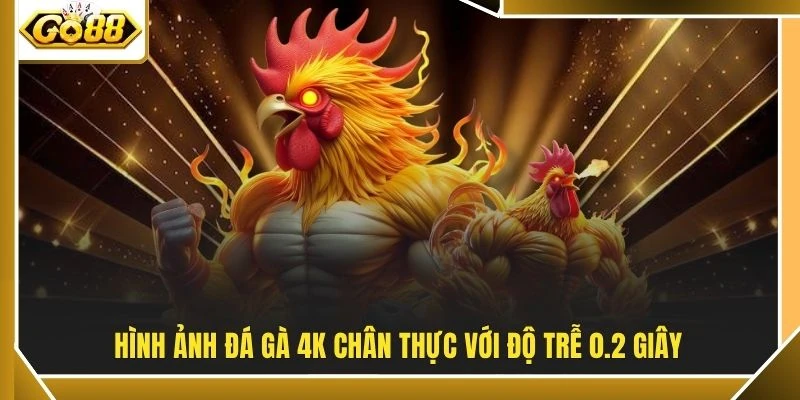 Đá Gà Thomo - Đấu Trường Campuchia Kịch Tính Bậc Nhất 3 Hình ảnh đá gà 4K chân thực với độ trễ 0.2 giây